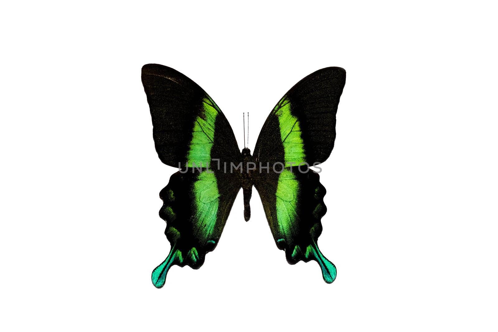 Big butterfly with green wings close up, isolate on white background