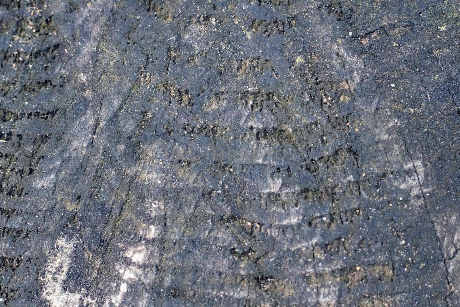 Old blck tree trunk close up, texture of wood