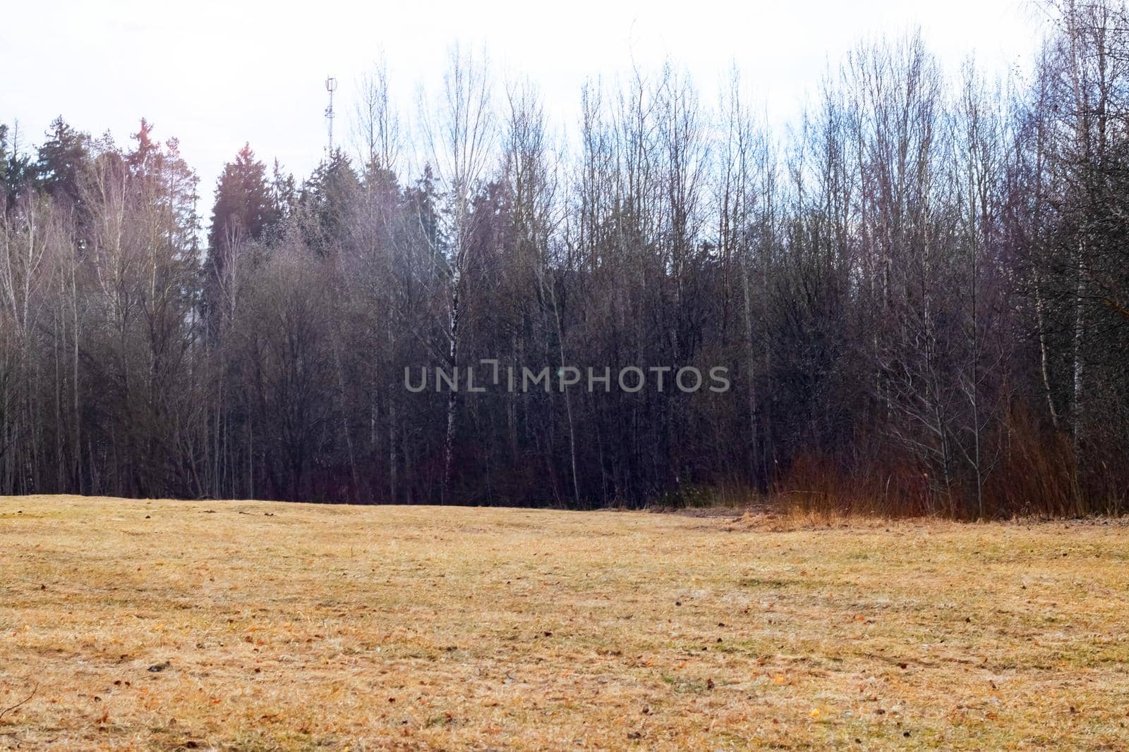Yellow grass and forest with bare trees, autumn landscape