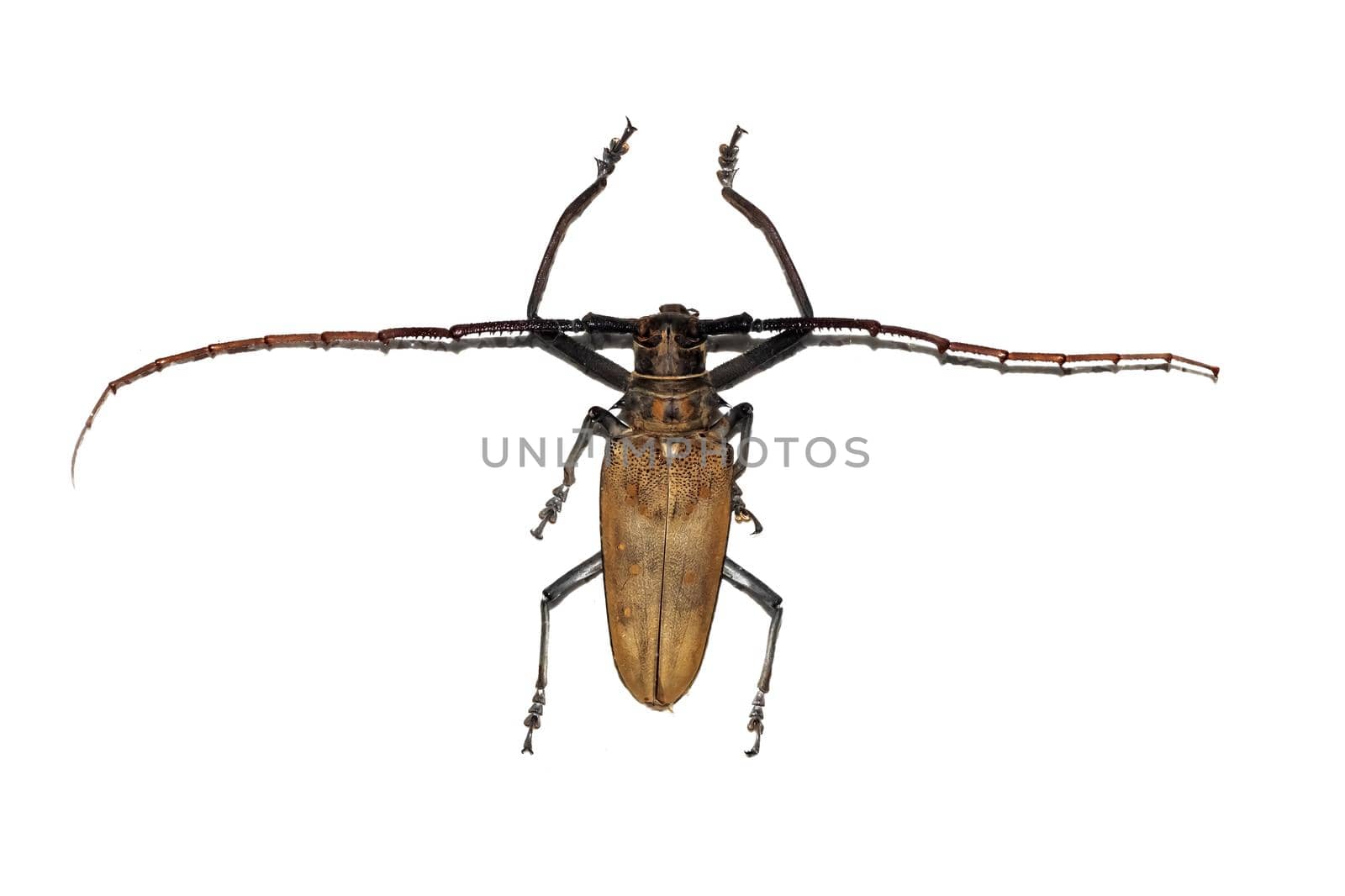 Big brown beetle close up, isolate on a white background, cerambycidae