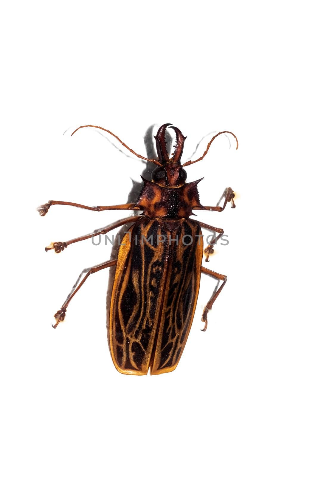 Big brown beetle close up, isolate on a white background, macrobontia
