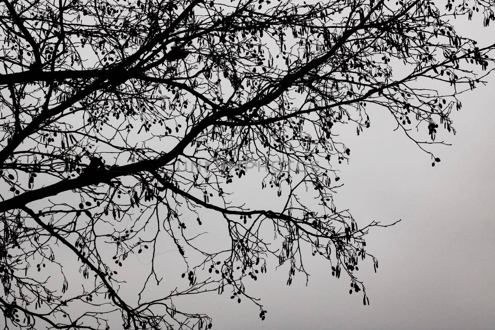 Silhouettes of tree branches against a dark sky, background