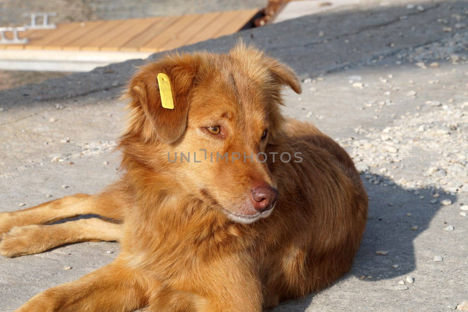 sad redhead stray dog with a chip on his ear on a sunny day close up