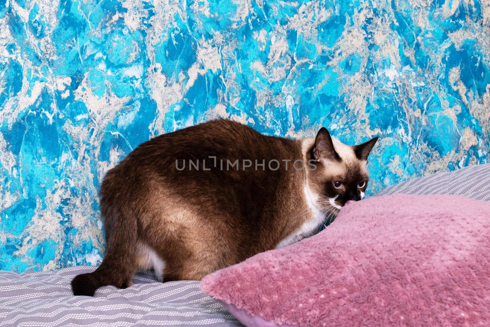 Gray cat with blue eyes lying on the bed close up