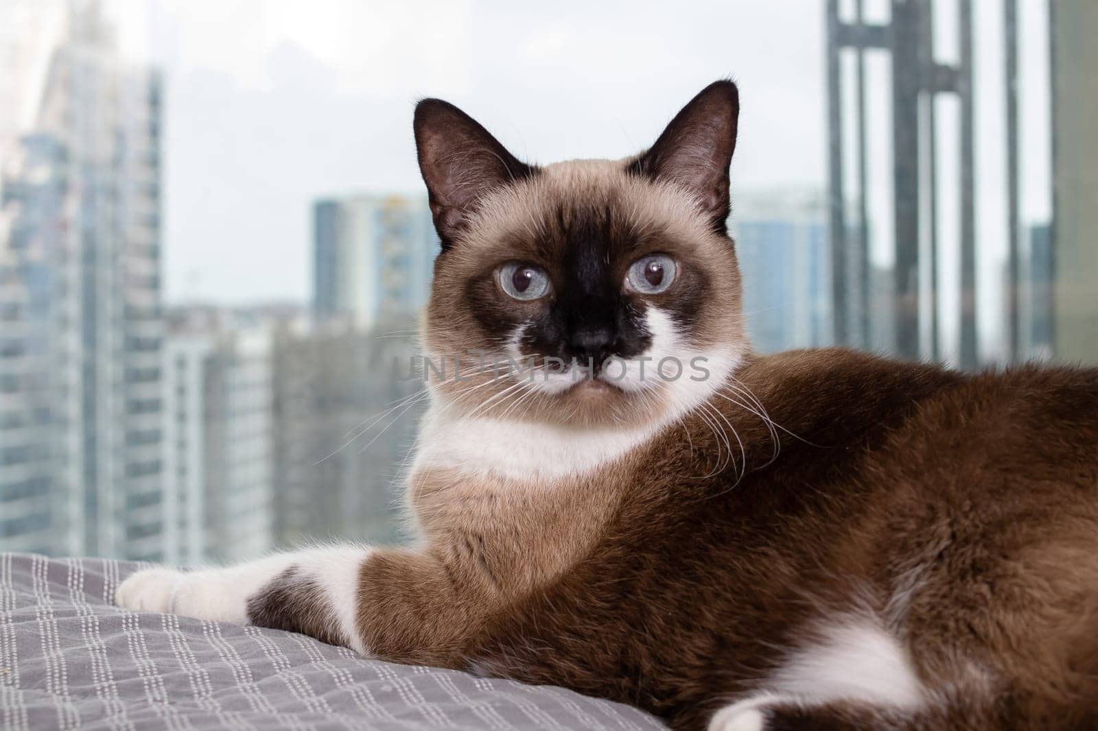 Siamese cat at the window against the background of the city