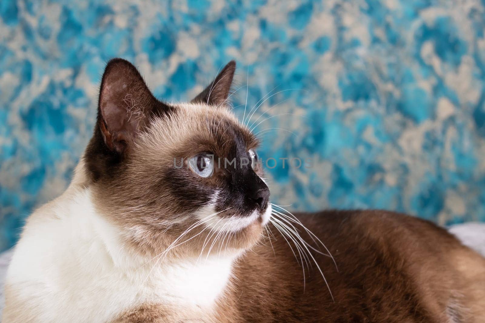 Siamese cat with blue eyes close up portrait
