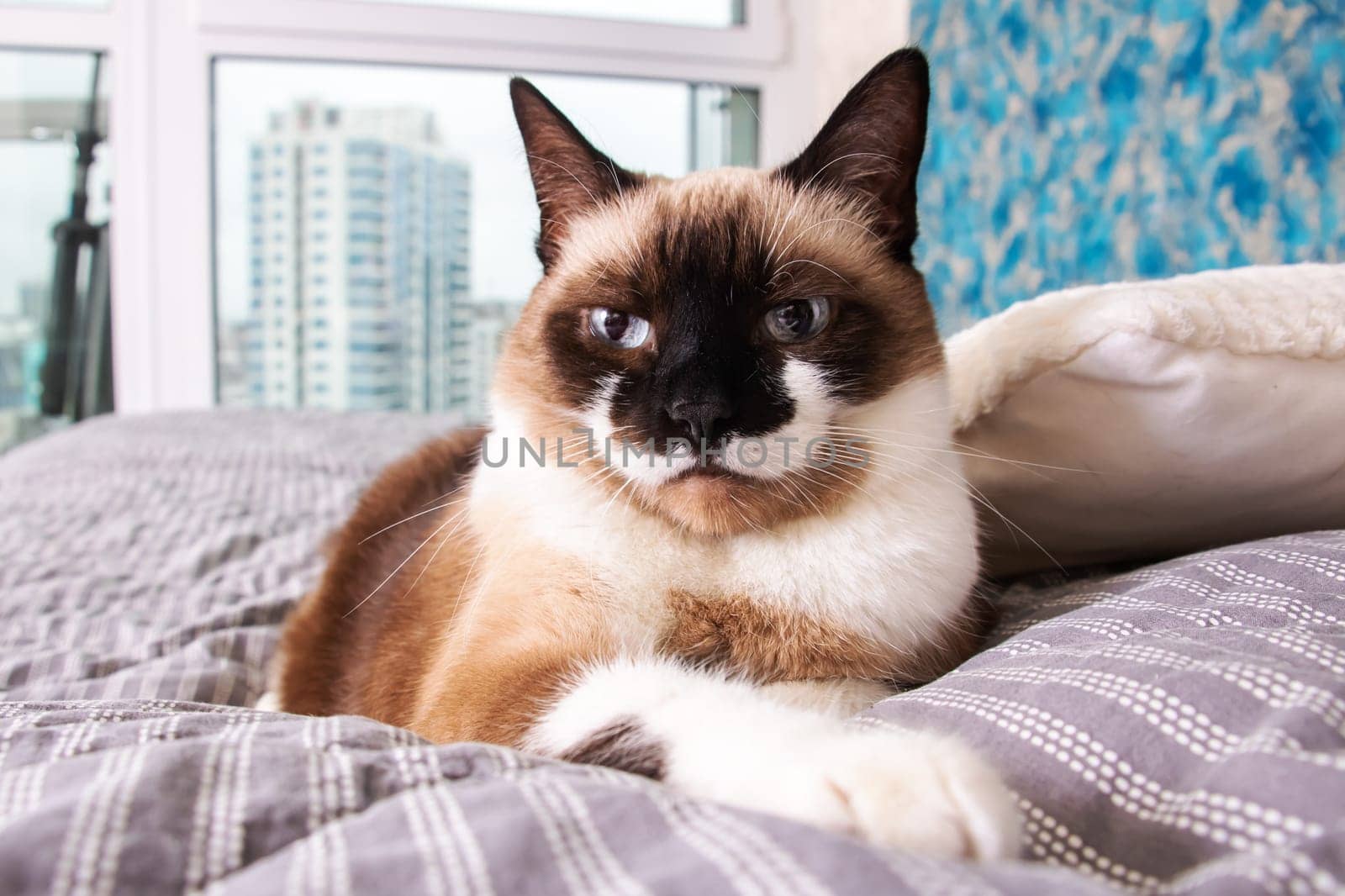 Gray cat with blue eyes lying on the bed close up
