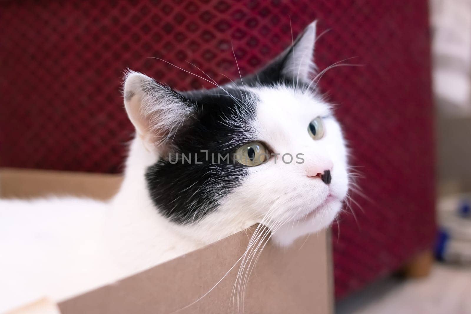 White fat cat sitting in a box close up