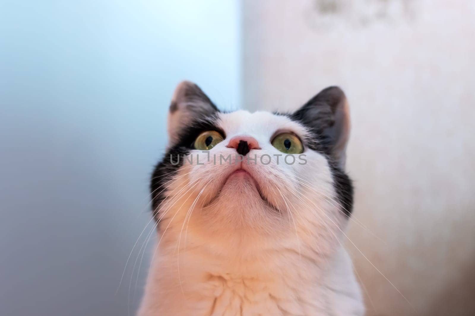 Surprised white cat at home, close up portrait