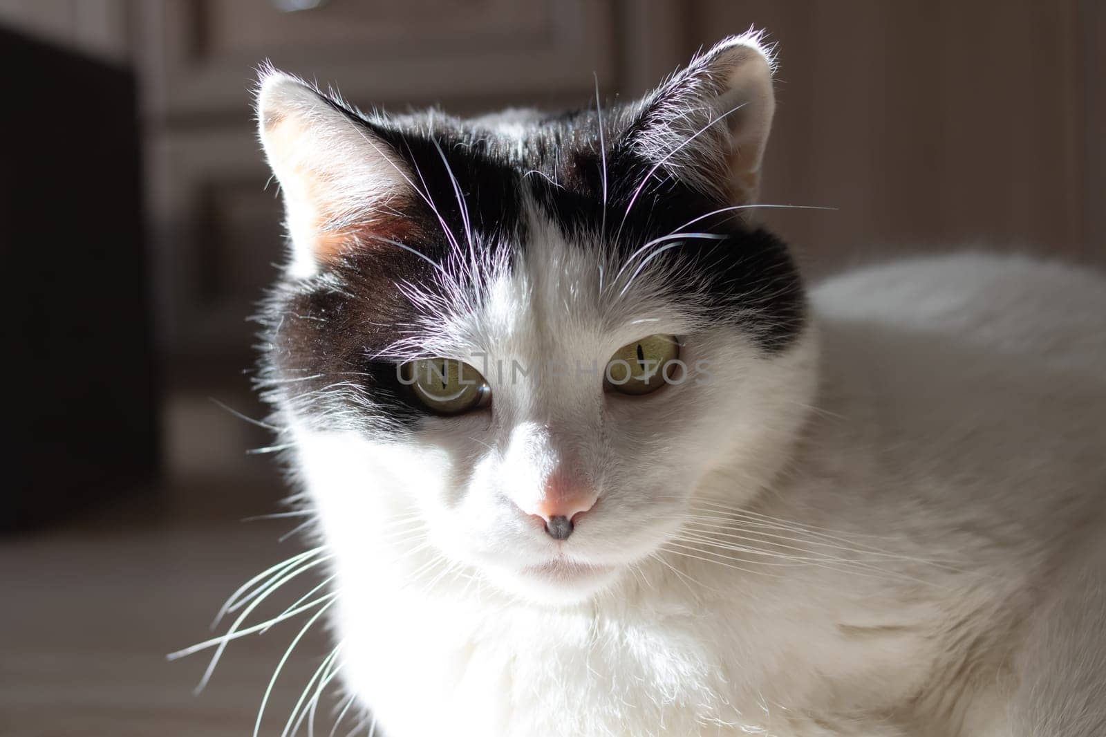 Angry cat in sunlight at home, close up portrait
