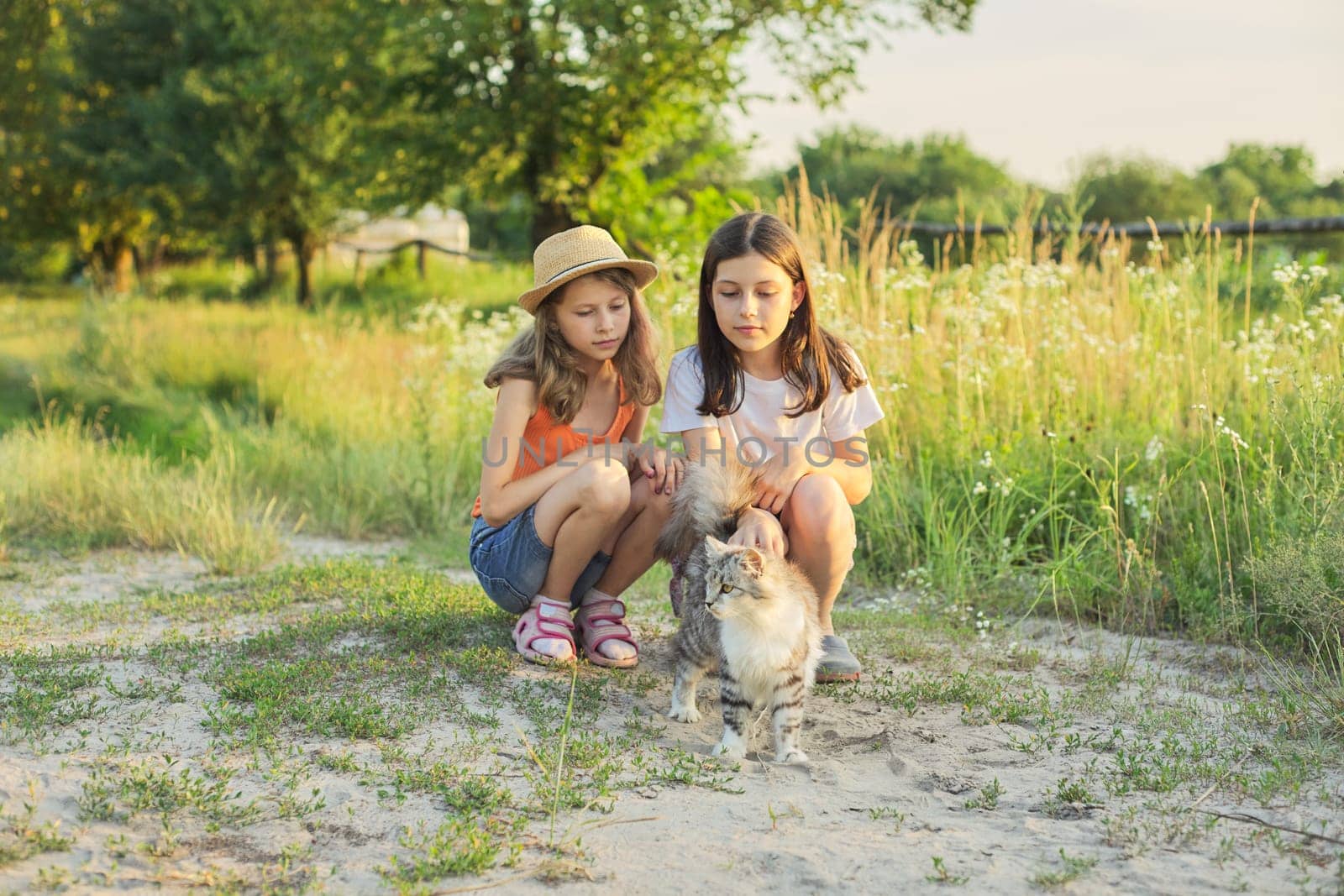 Children two girls playing with a gray fluffy cat outdoor. Beautiful sunset country landscape background