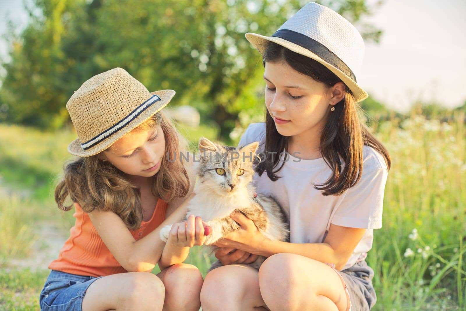 Children two girls playing with a gray fluffy cat outdoor. Beautiful sunset country landscape background