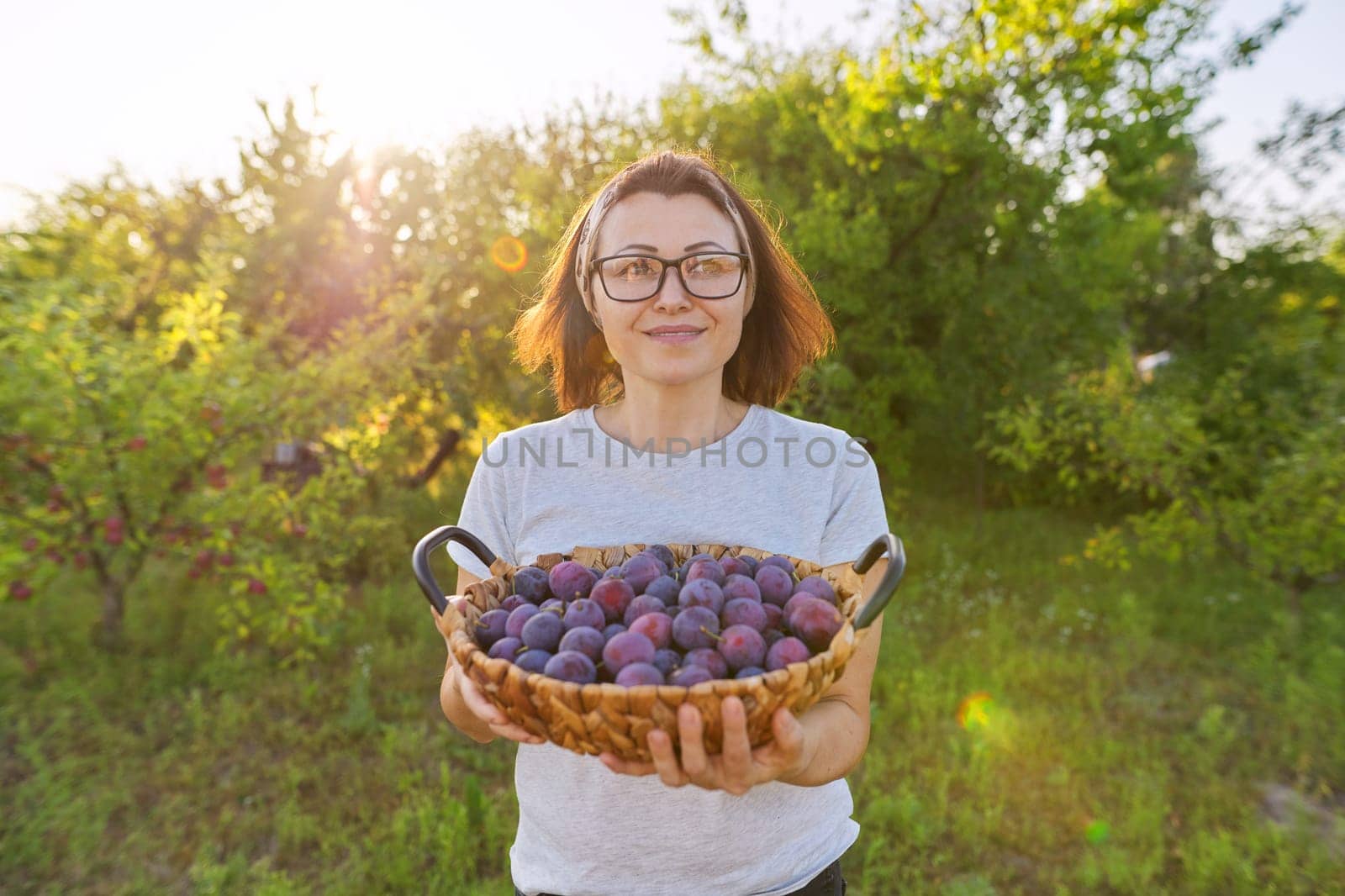 Female gardener with crop of plums in basket, garden background. Hobbies, gardening, growing organic fruits in home garden, healthy natural food