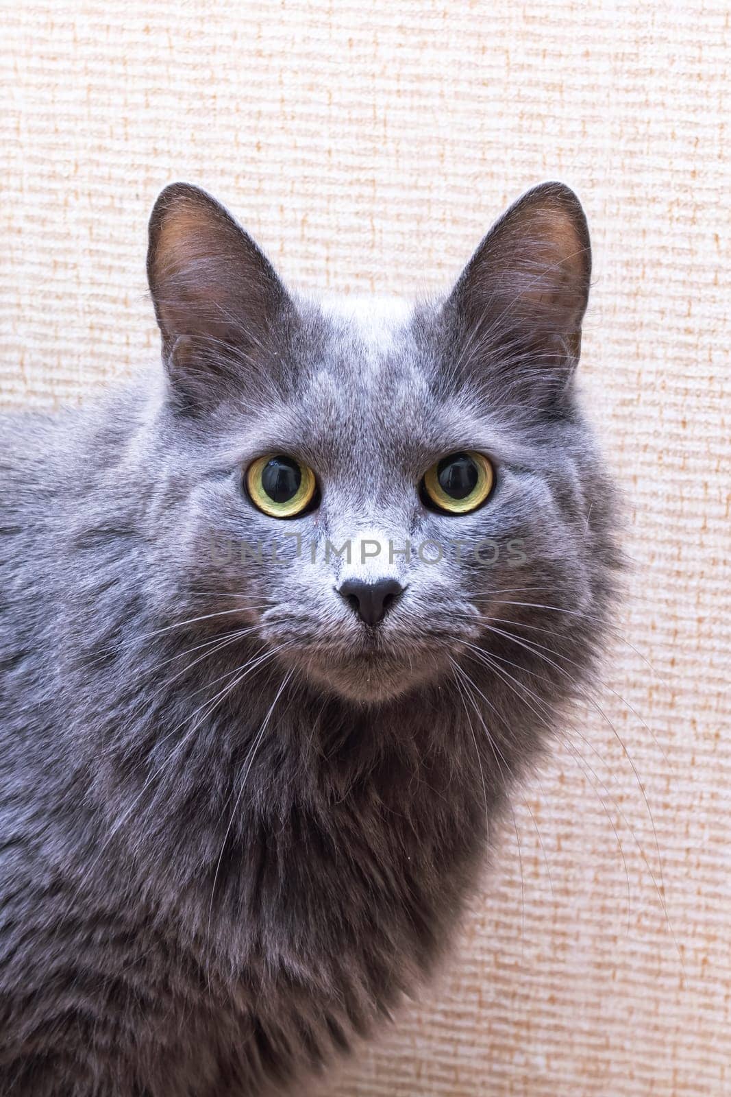 Gray fluffy big cat at home, close up portrait