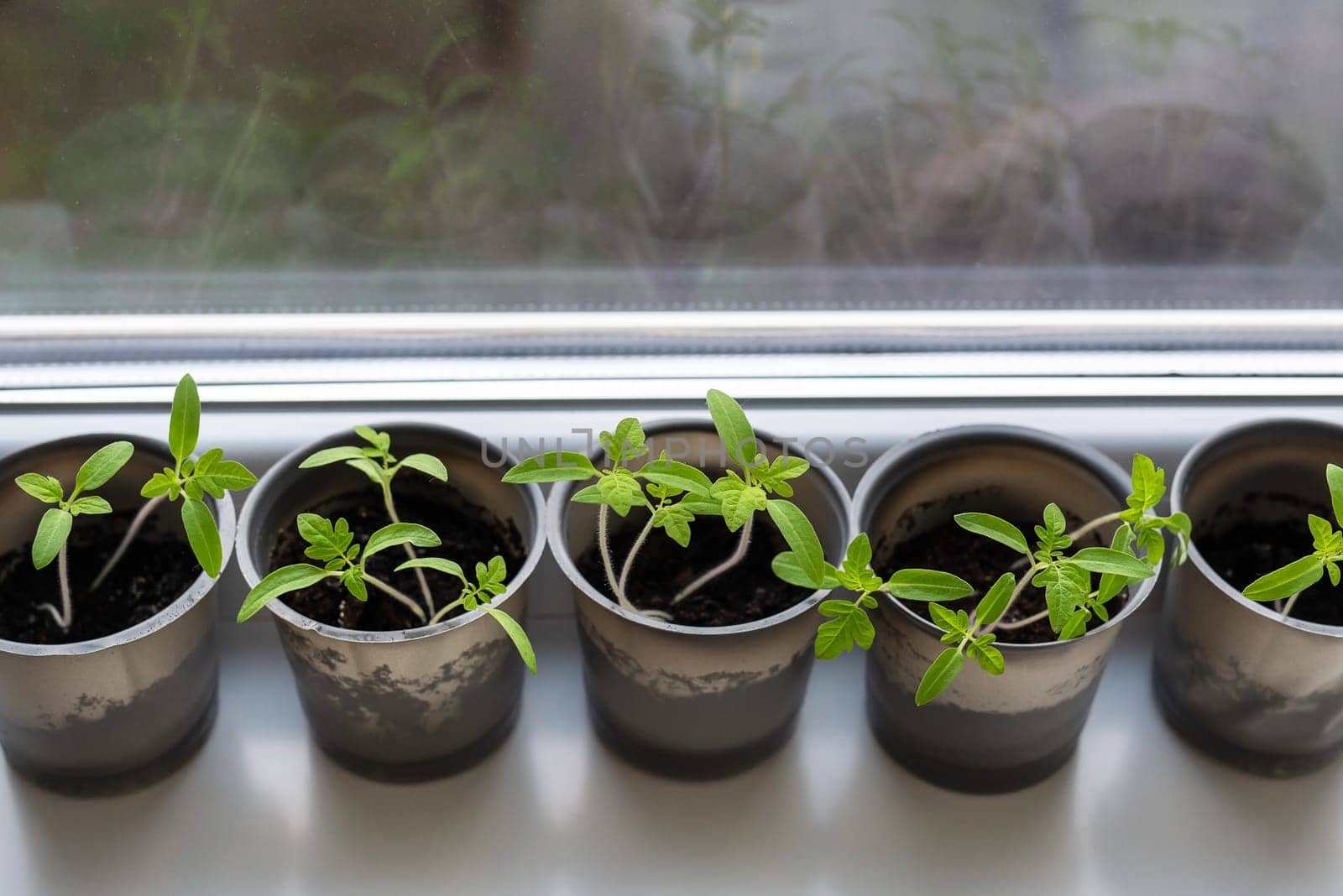 A plastic cup with soil in which young green tomatoes are placed for seedlings. Young seedlings stand near the window on the windowsill. by sfinks