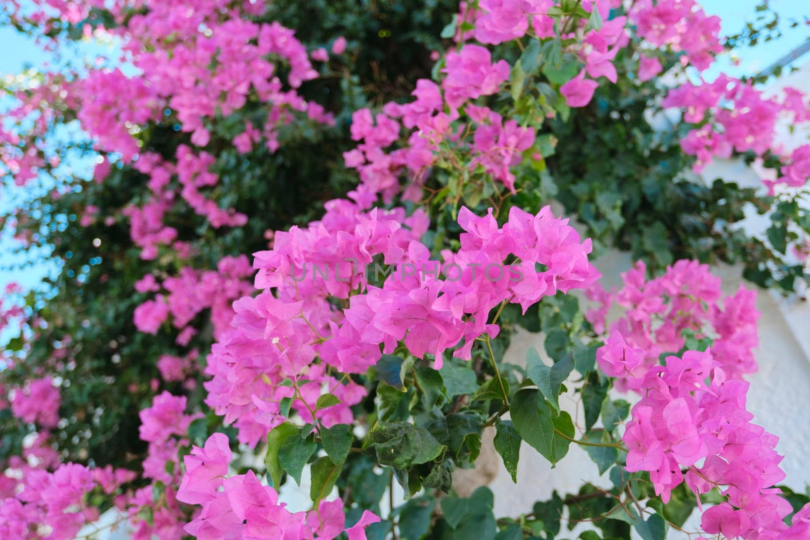 Pink beautiful flowers on a bush, background, beauty, nature.