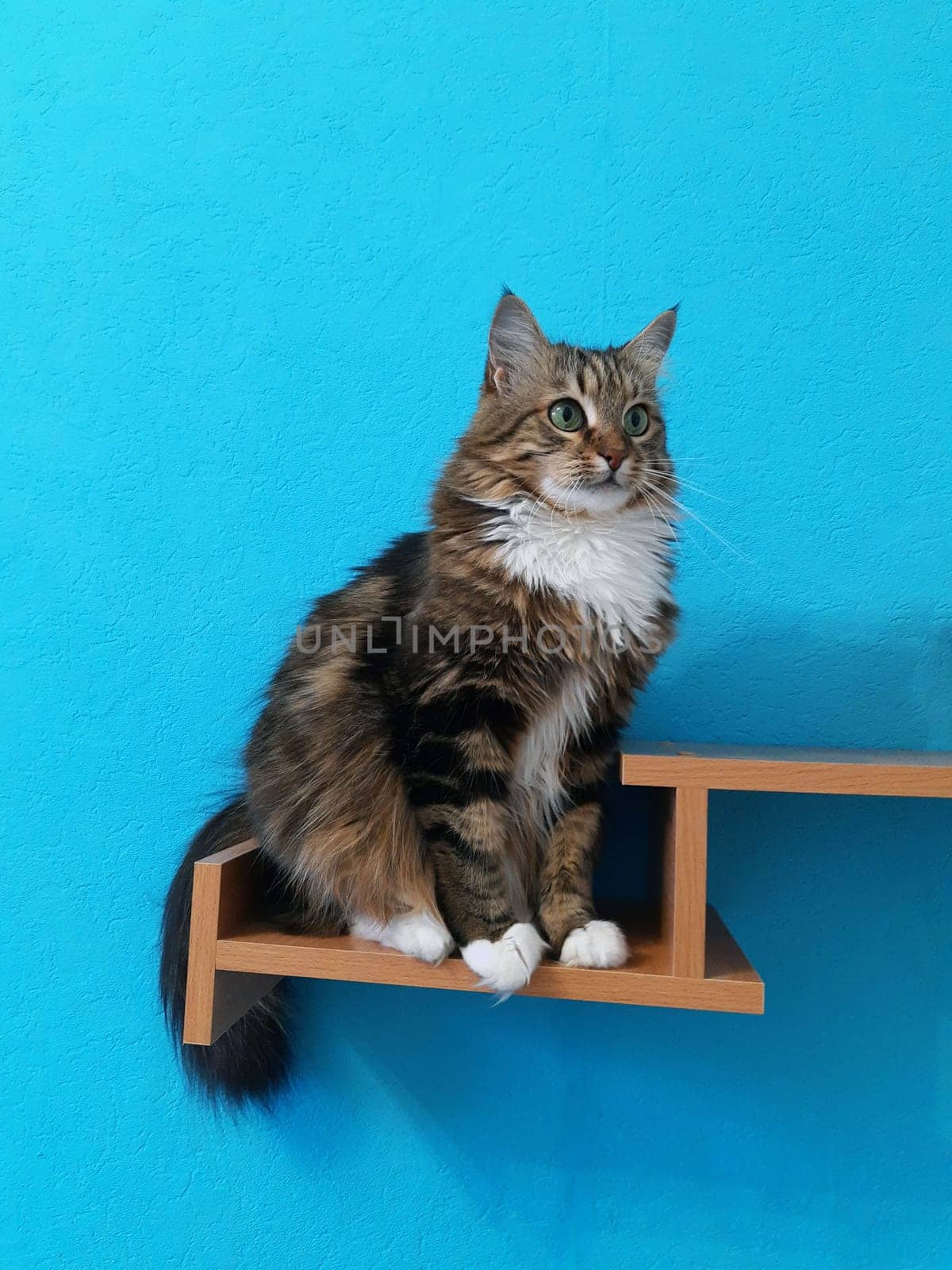 A beautiful cat sits on a bookshelf and looks ahead on a white and turquoise background.