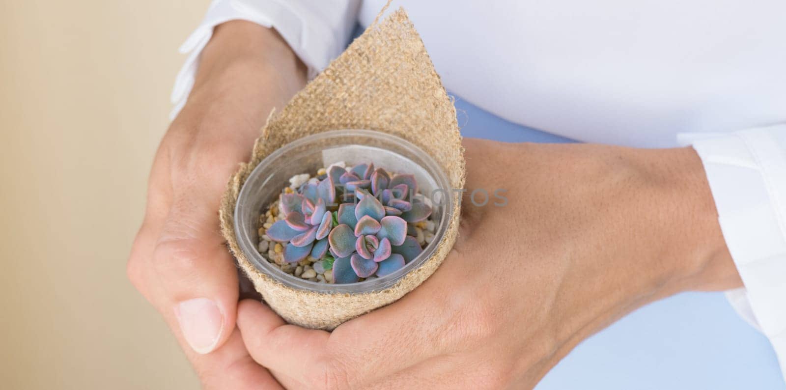 A woman in a white blouse is holding a small pot of echeveria Debbie succulent in burlap