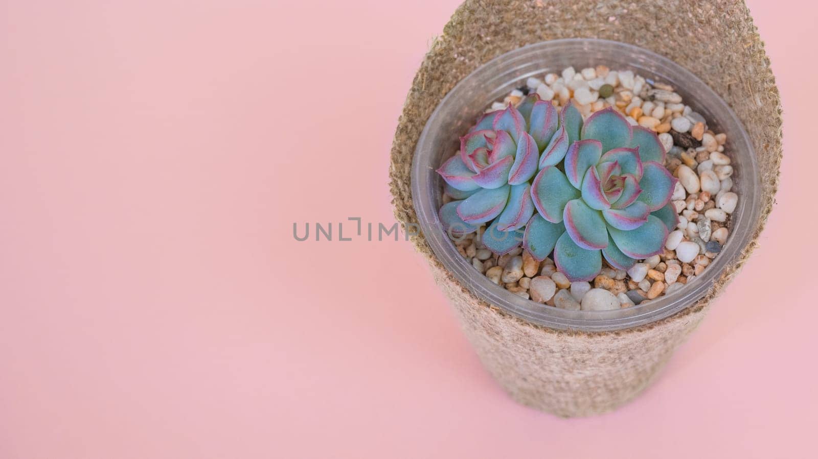 Small succulent Echeveria Apusin a pot and wrapped in burlap on a pink pastel background