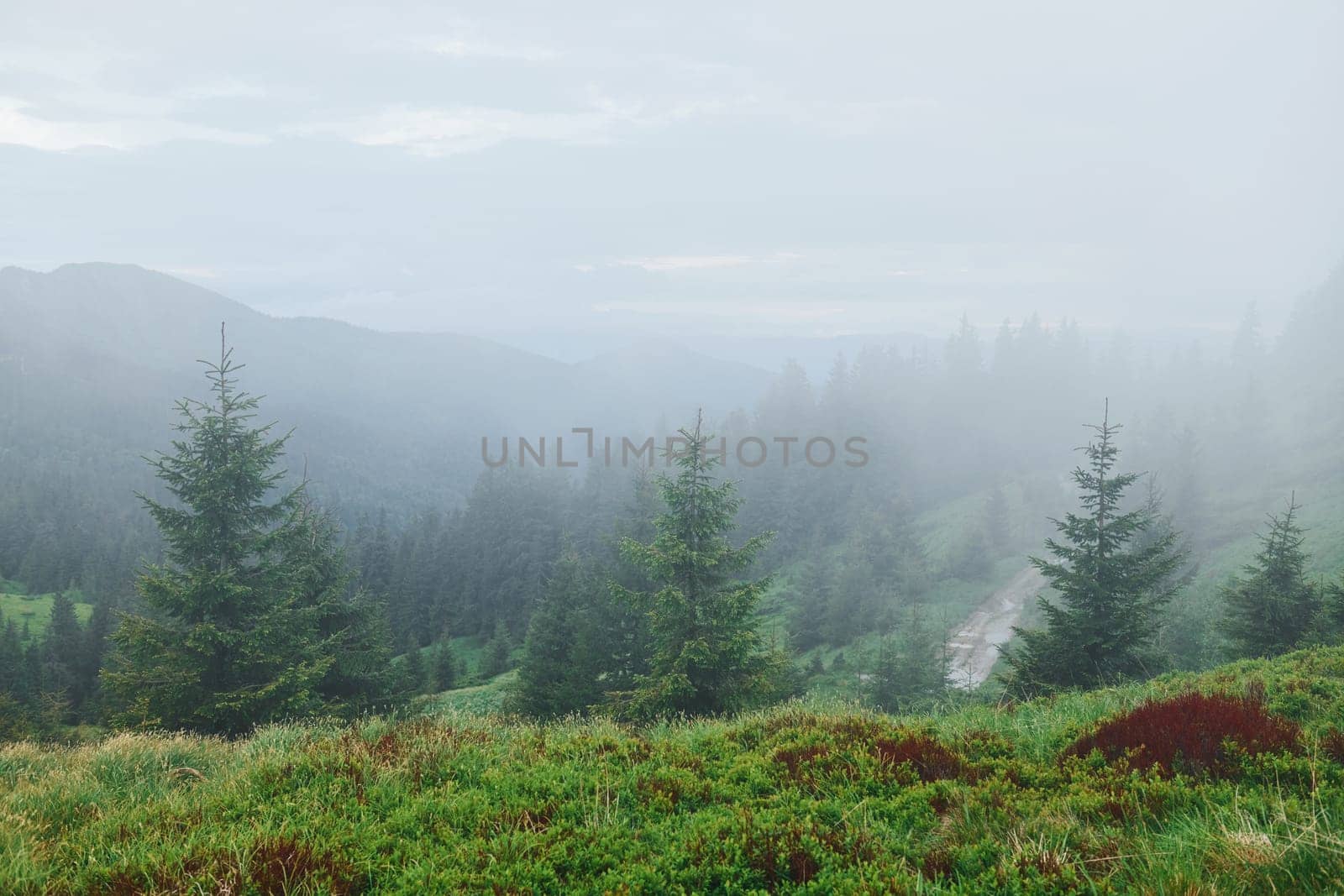 Fog all over the place. Majestic Carpathian Mountains. Beautiful landscape of untouched nature.