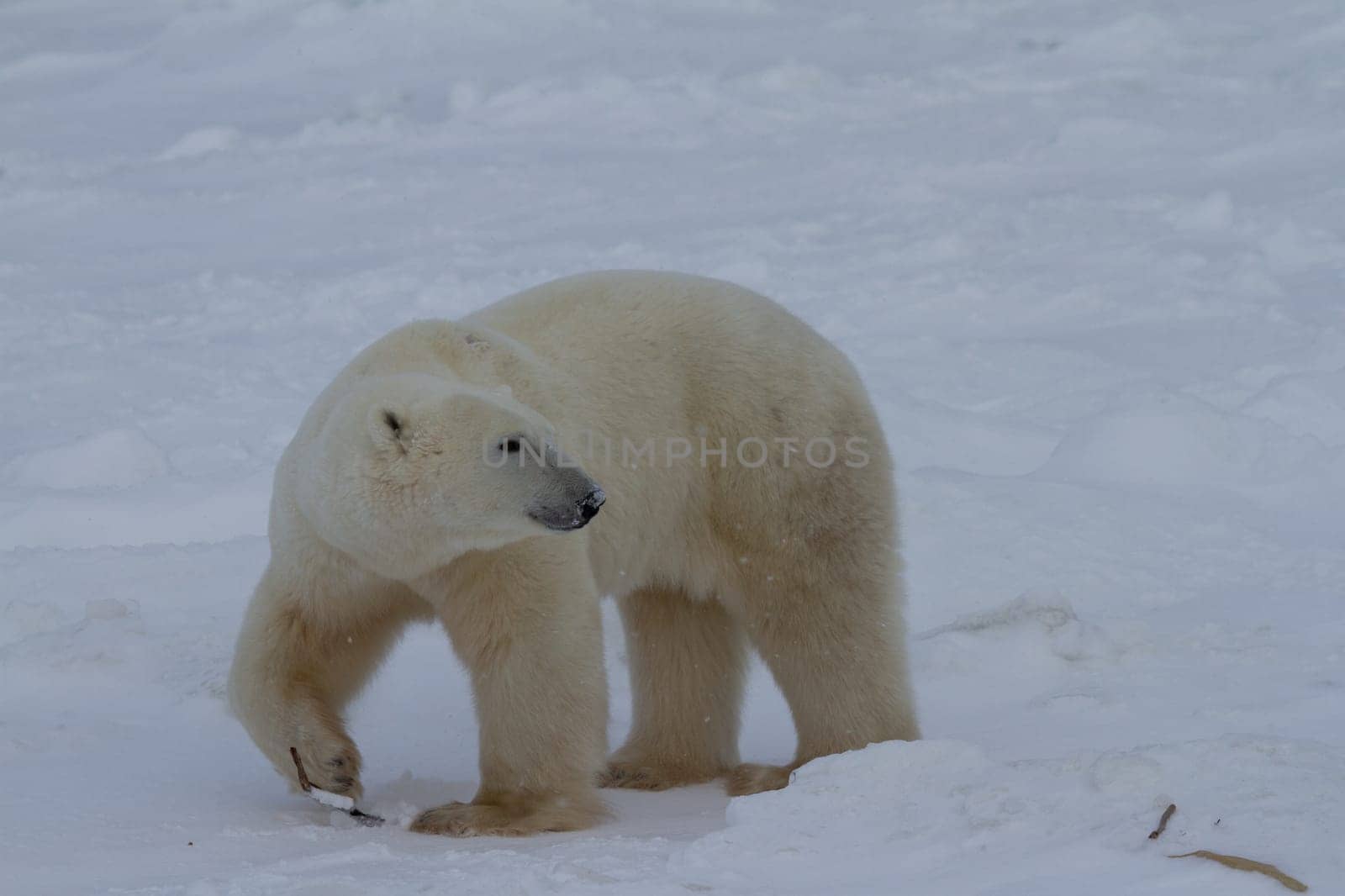 Polar Bear or Ursus Maritimus walking on snow in an overcast day, near Churchill, Manitoba Canada by Granchinho