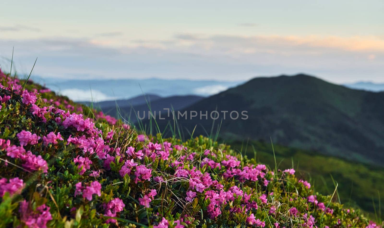 Violet flowers blooming. Majestic Carpathian Mountains. Beautiful landscape of untouched nature.