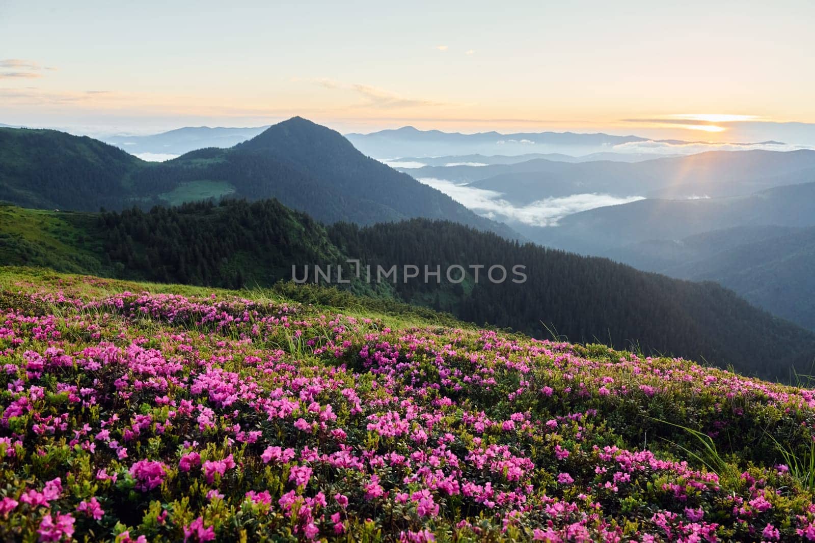 Violet flowers blooming. Majestic Carpathian Mountains. Beautiful landscape of untouched nature.