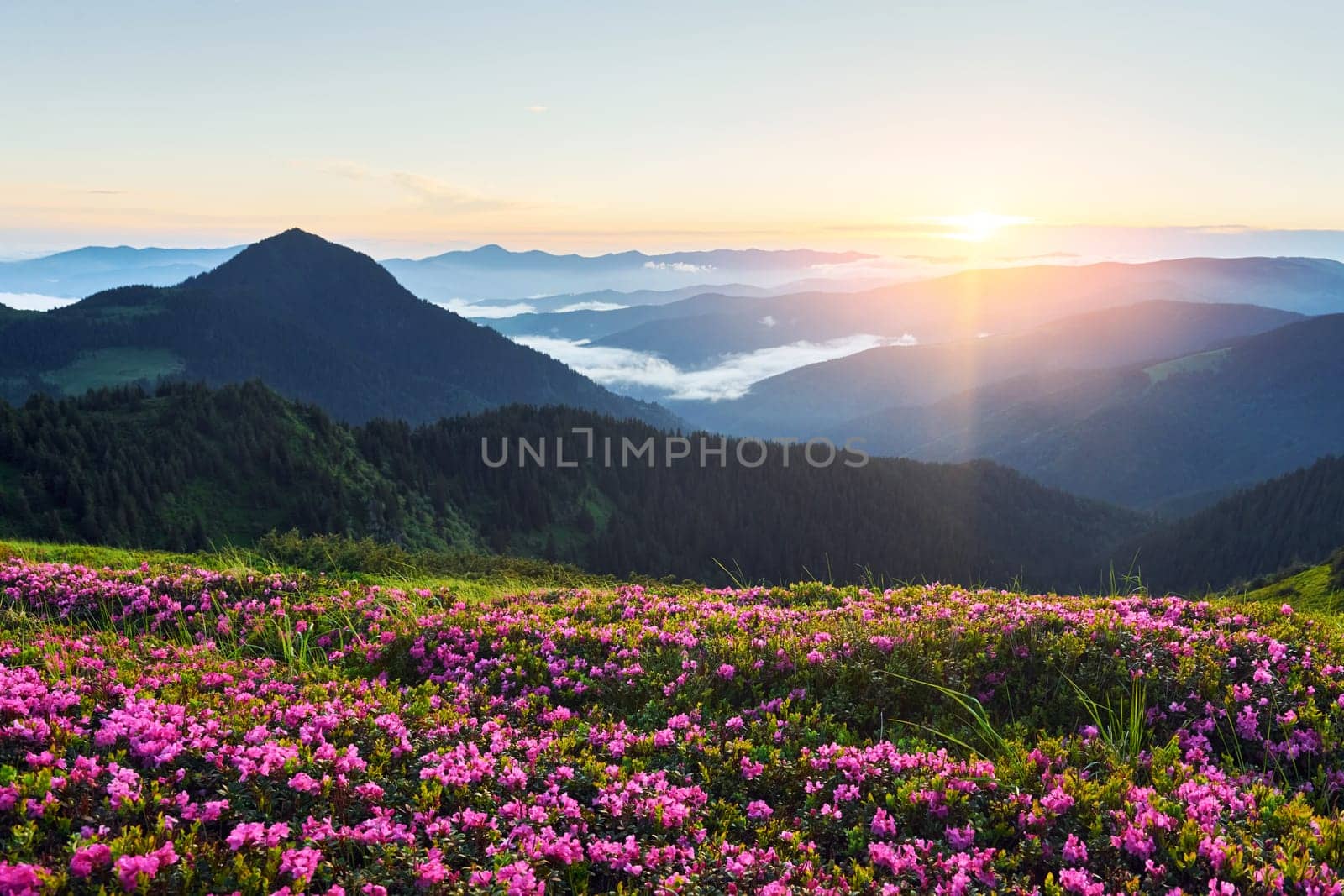 Violet flowers blooming. Majestic Carpathian Mountains. Beautiful landscape of untouched nature.