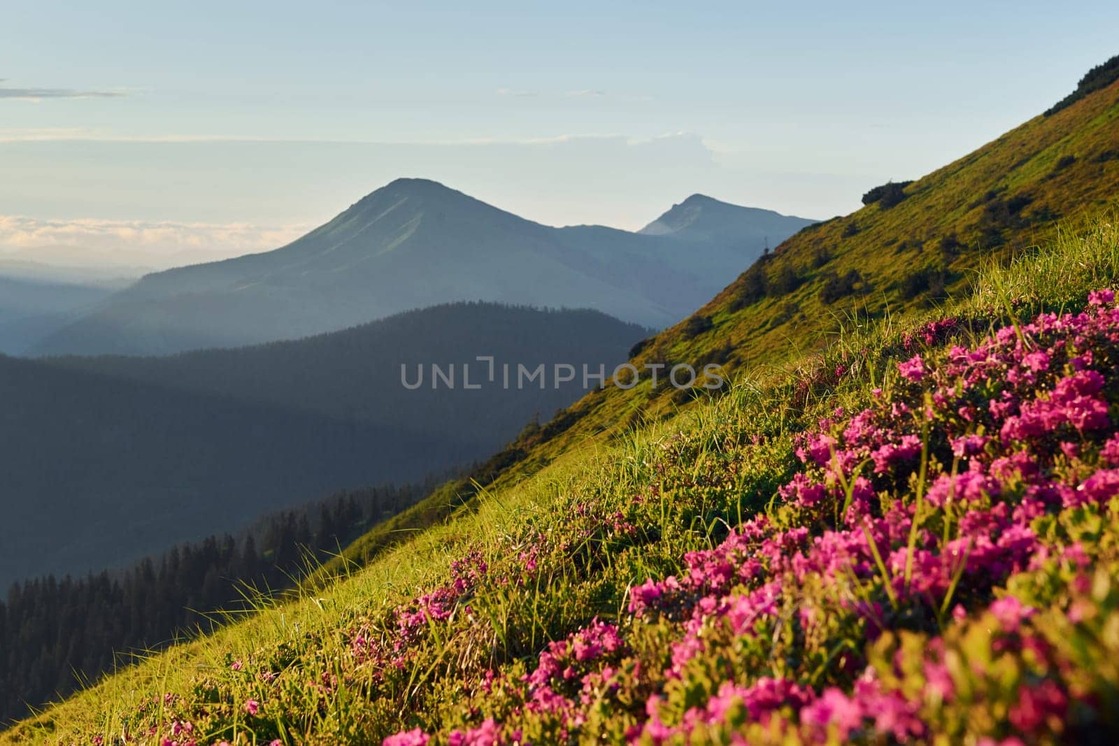 Violet flowers blooming. Majestic Carpathian Mountains. Beautiful landscape of untouched nature.