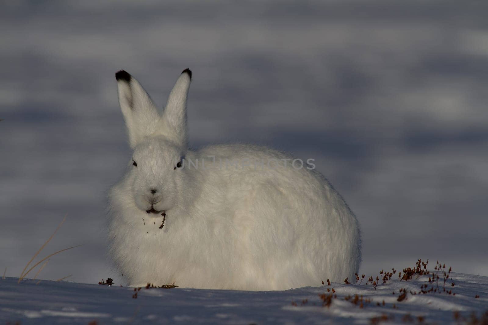 Arctic hare or Lepus arcticus in winter coat chewing on a willow branch with snow in the background, near Arviat, Nunavut, Canada