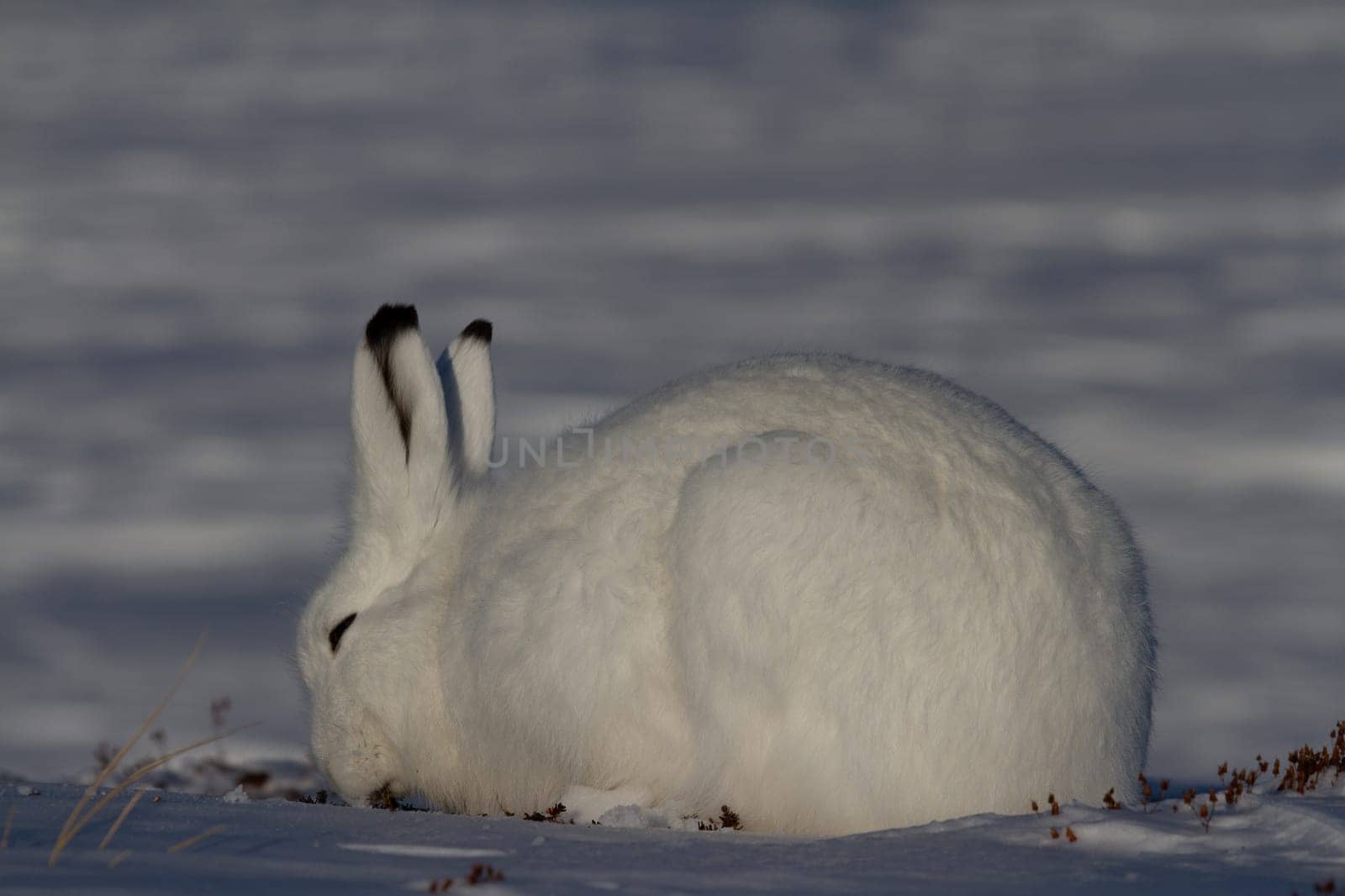 Arctic hare in winter coat chewing on a willow branch with snow in the background by Granchinho