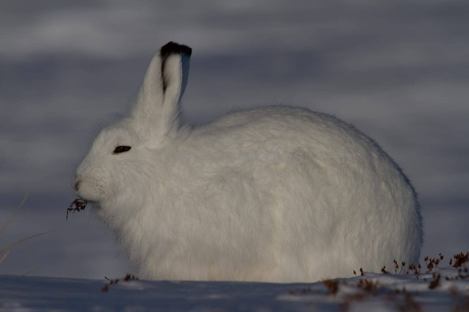 Arctic hare or Lepus arcticus in winter coat chewing on a willow branch with snow in the background, near Arviat, Nunavut, Canada