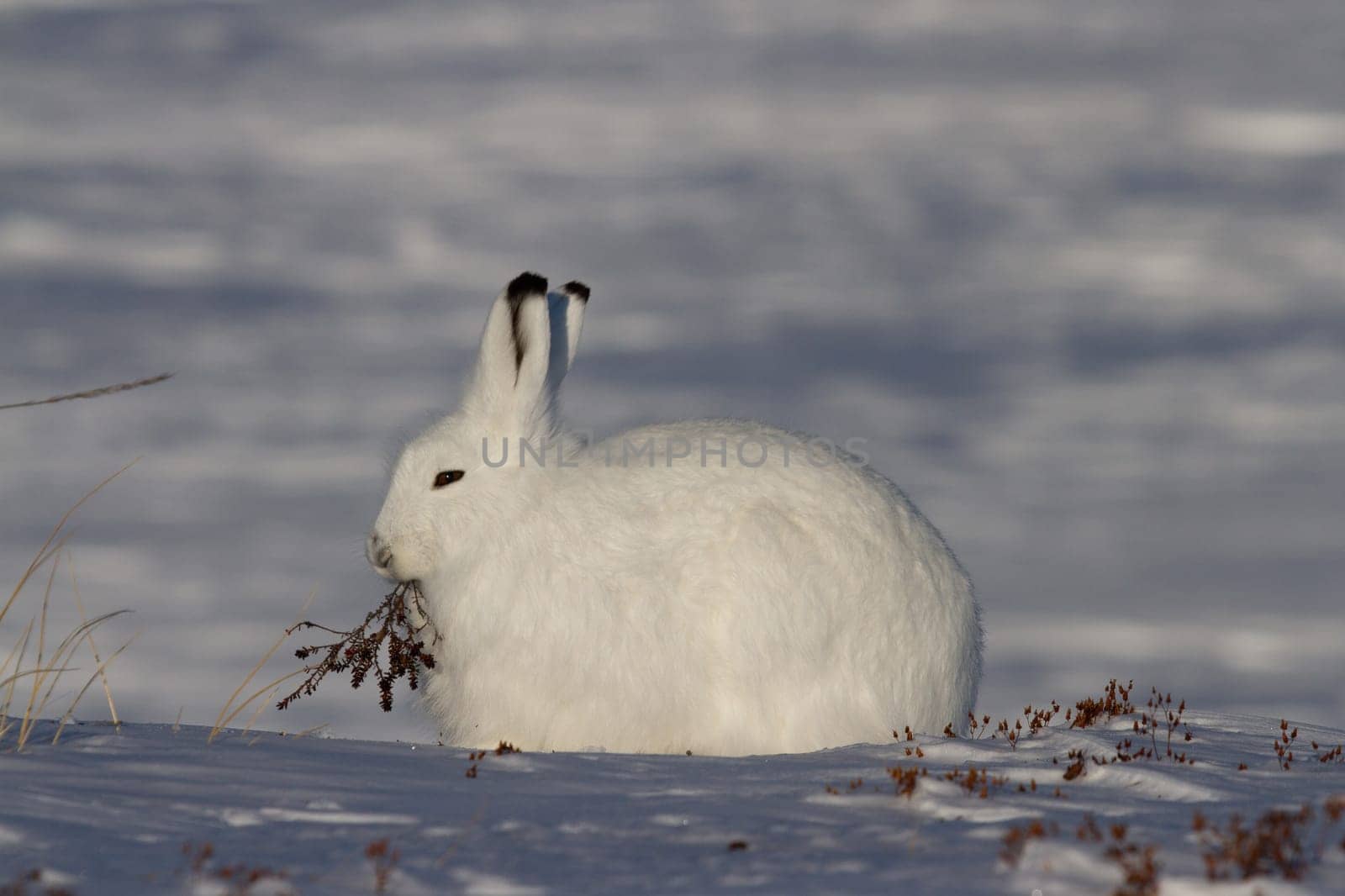 Arctic hare in winter coat chewing on a willow branch with snow in the background by Granchinho