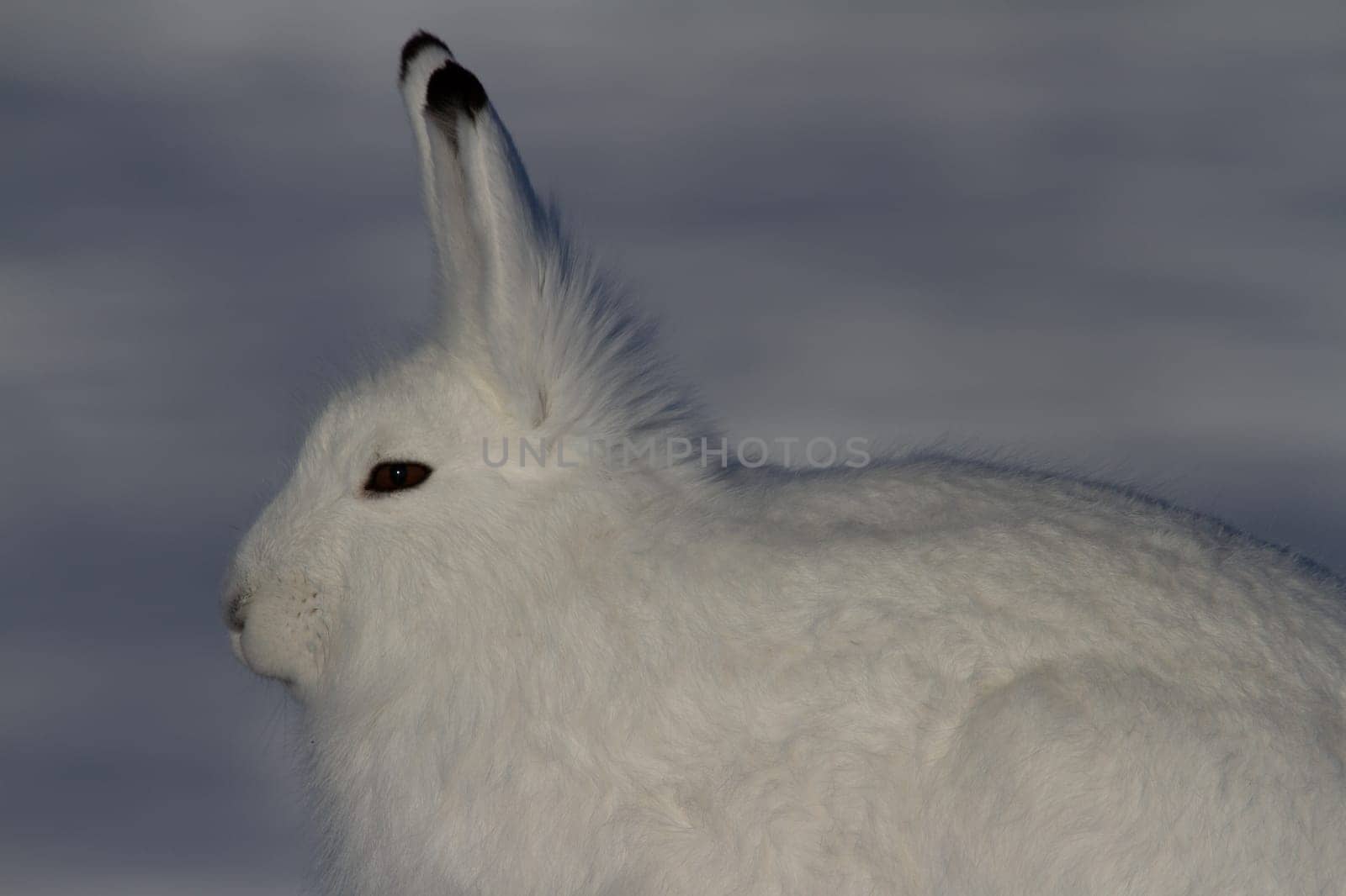 Arctic hare in winter coat staring forward with snow in the background by Granchinho