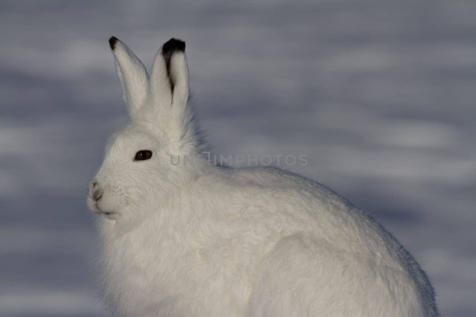Arctic hare in winter coat staring forward with snow in the background by Granchinho