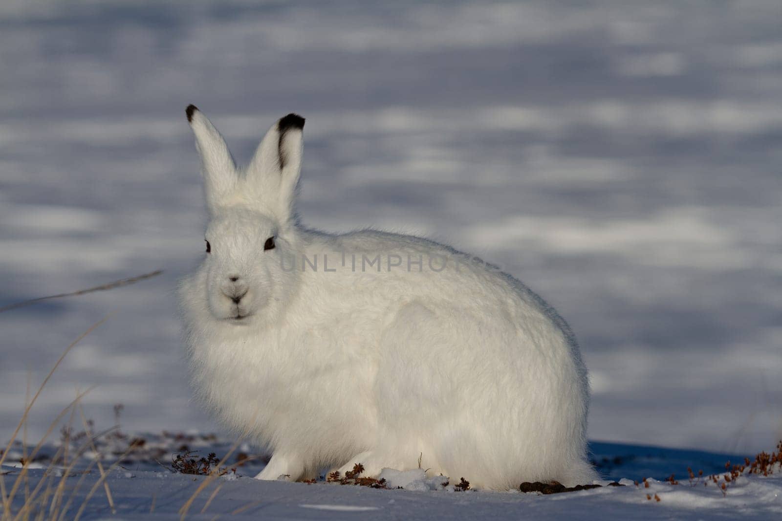 Arctic hare in winter coat staring towards the side with snow in the background by Granchinho