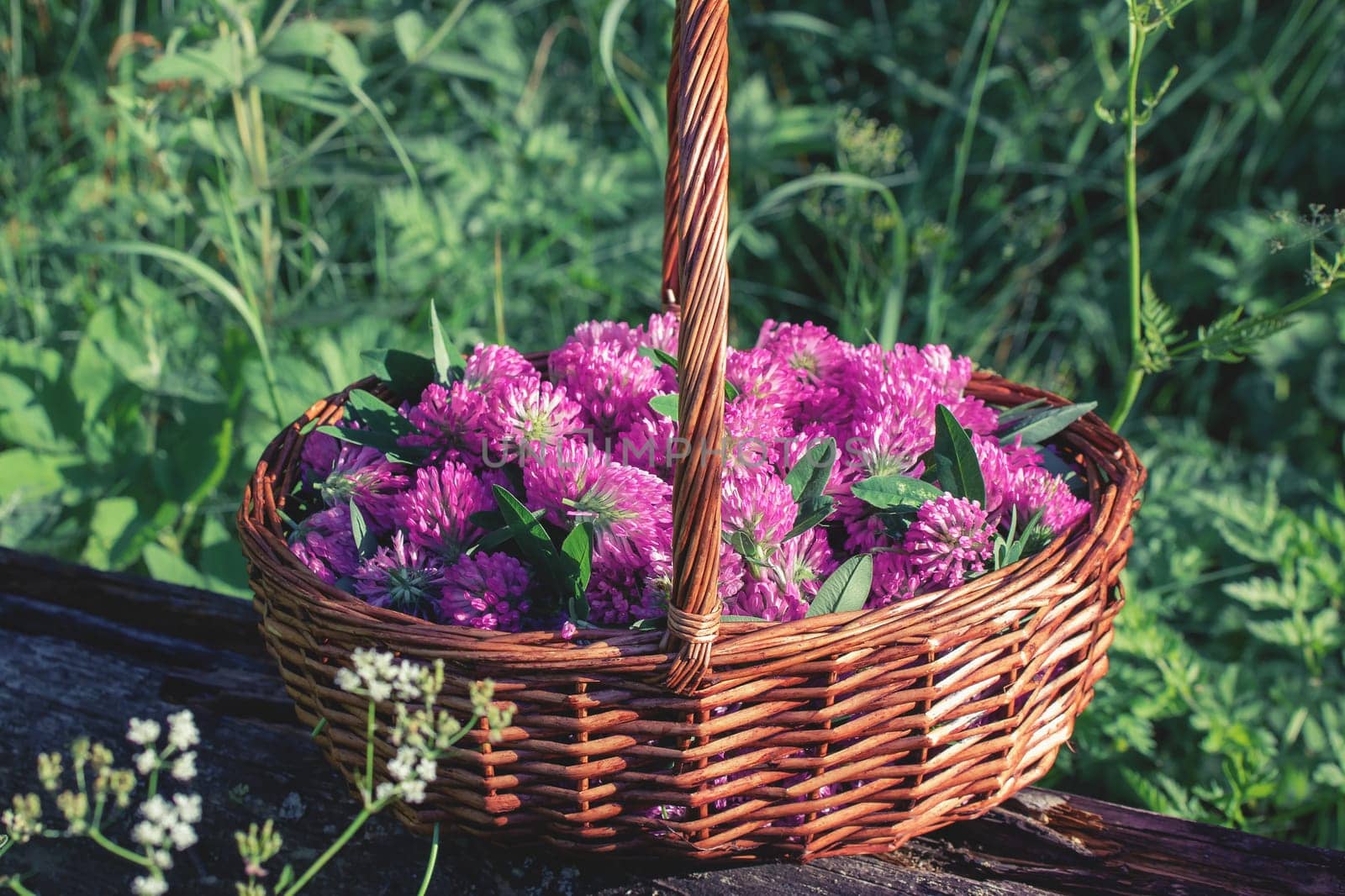 Basket with pink clover flowers collected for drying.