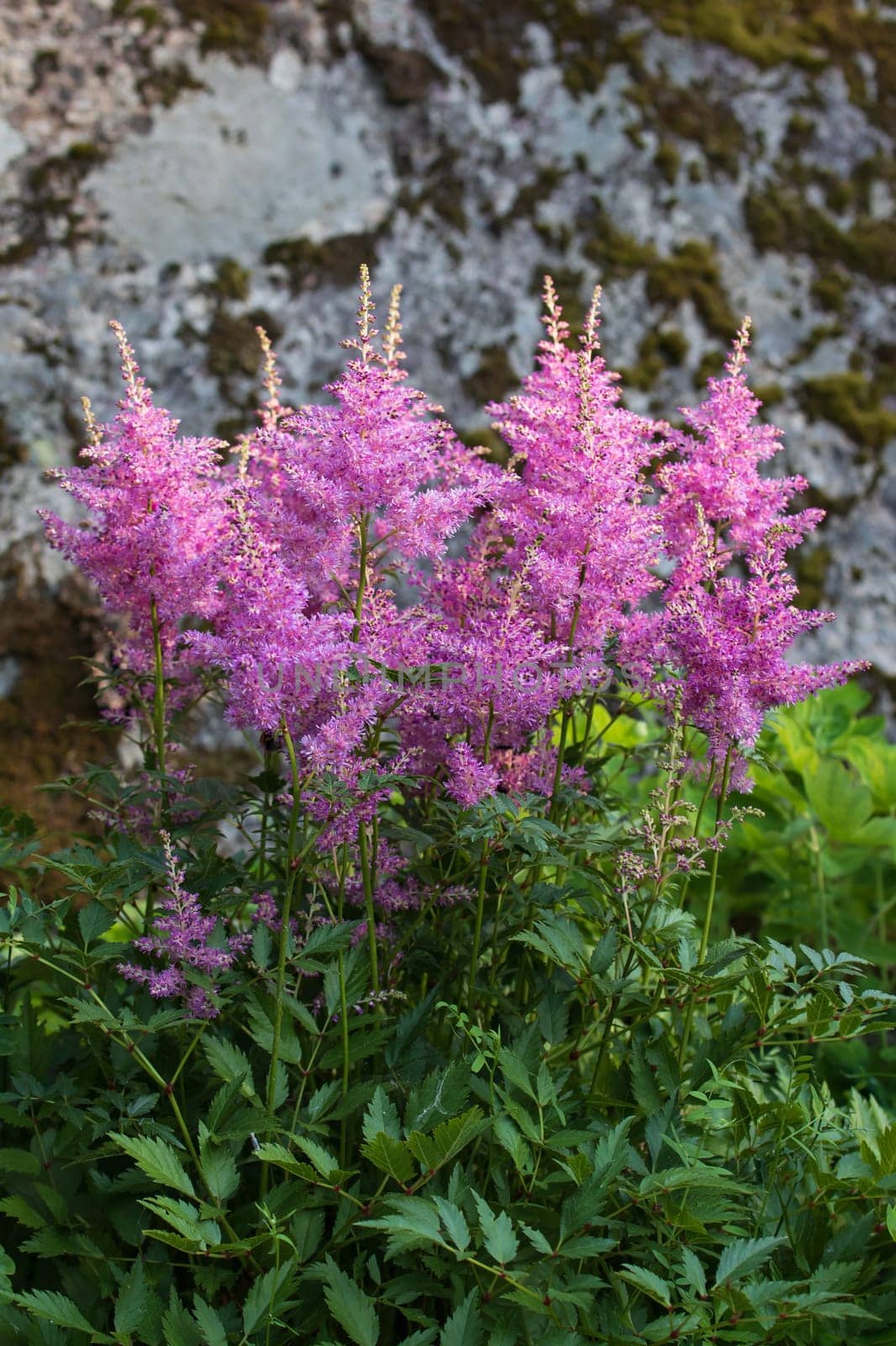 Blooming pink astilbes in a flower bed in the garden by galsand