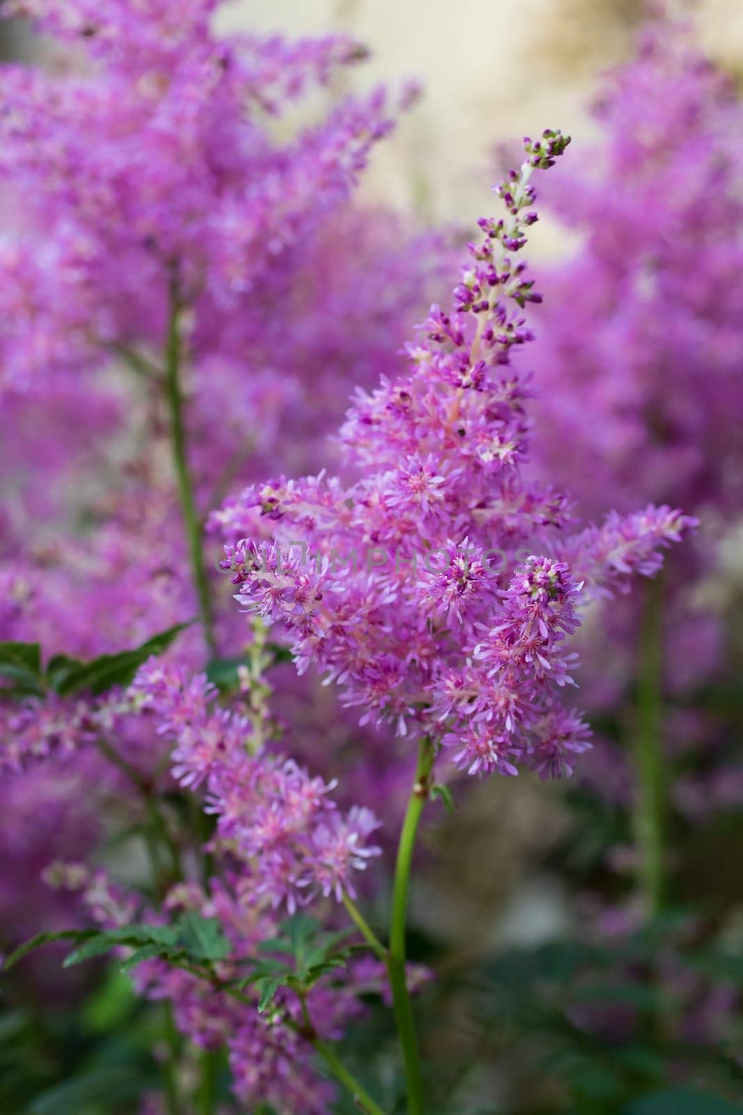 Blooming pink astilbes in a flower bed in the garden, close-up by galsand