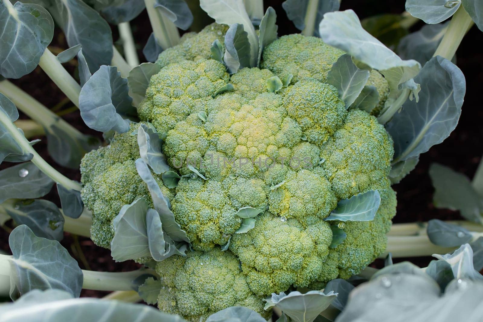 Close-up of large broccoli on a garden bed, top view.