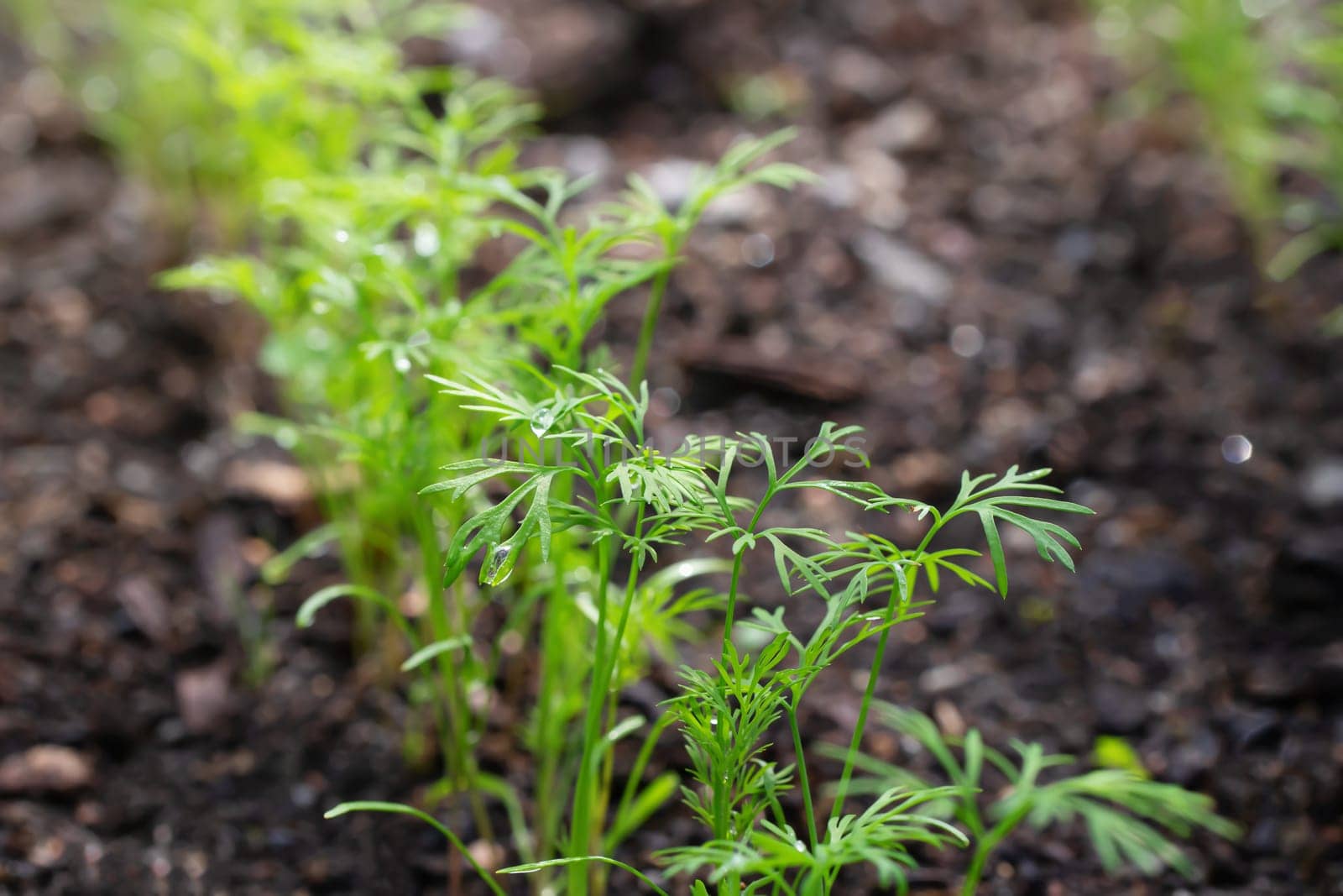 Young sprouts of dill on a bed in a summer garden.