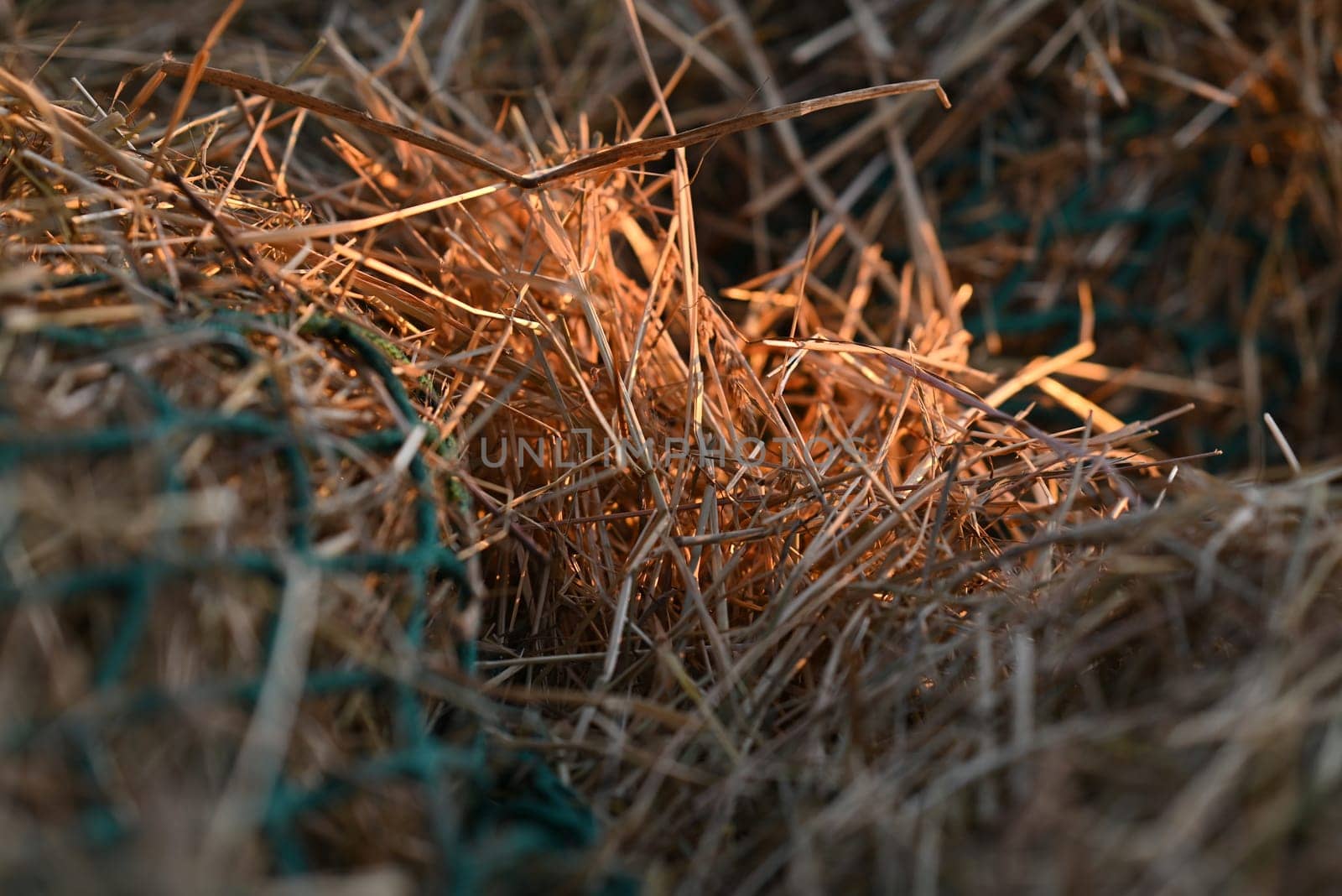 Hay illuminated by the evening sun partly covered by a green net