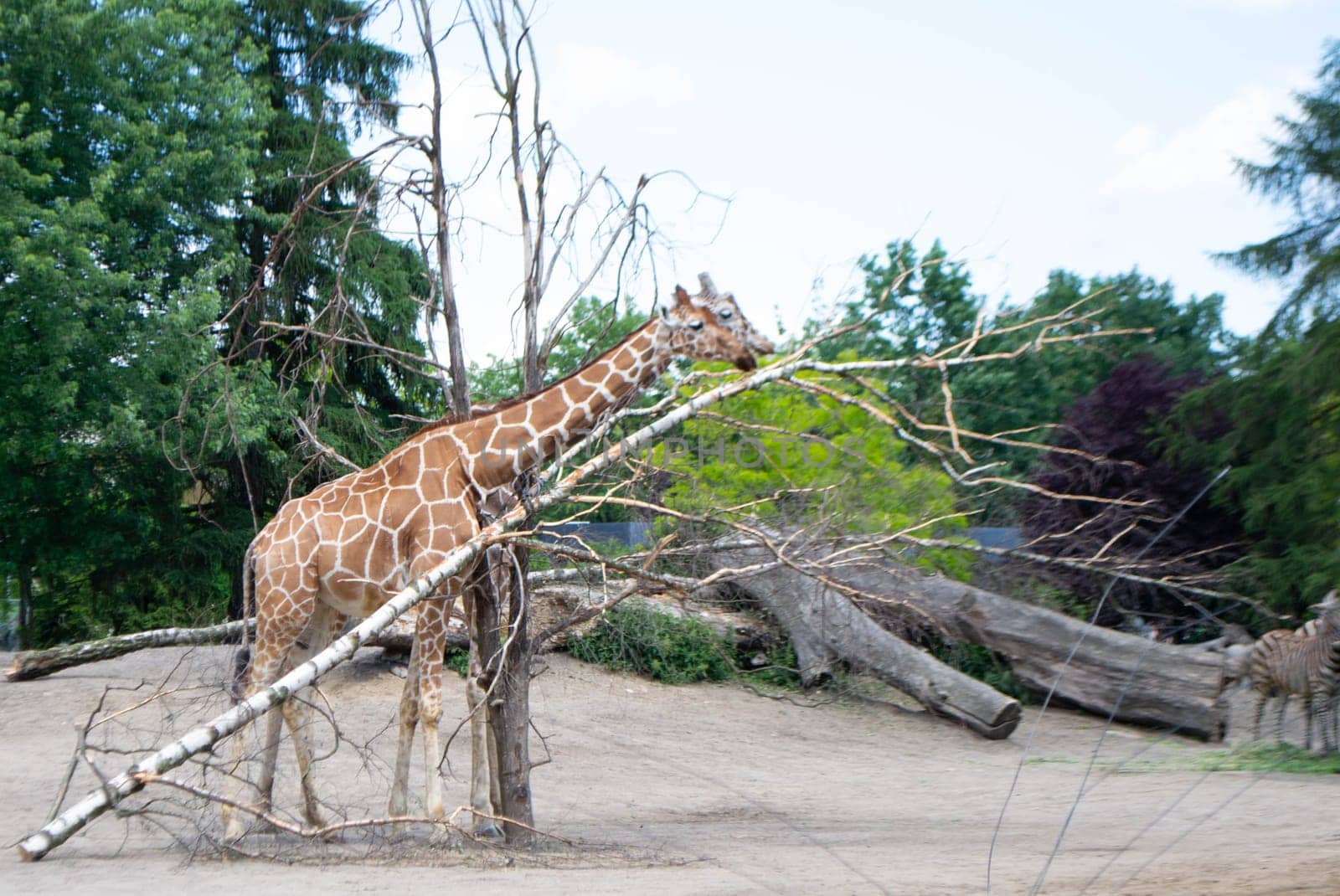 A giraffe is standing in a field with trees and a tree that has fallen on it. High quality photo