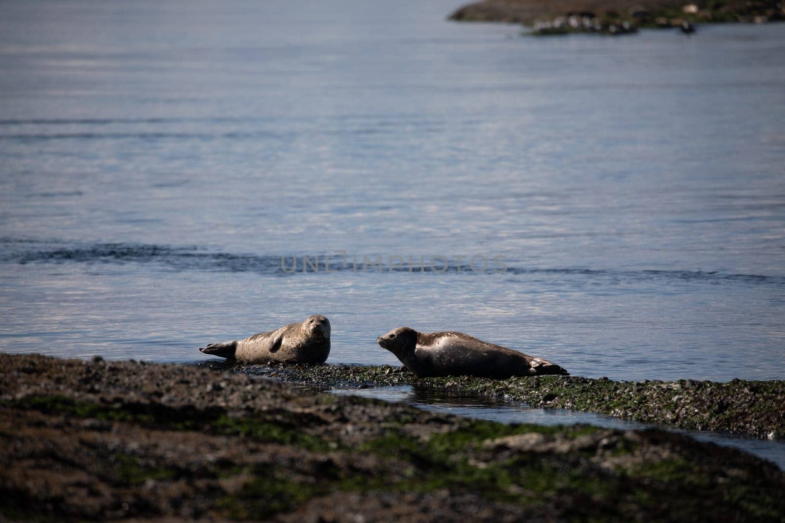 Harbor Seal or Common Seal in British Columbia Canada hauled out on rocks by Granchinho
