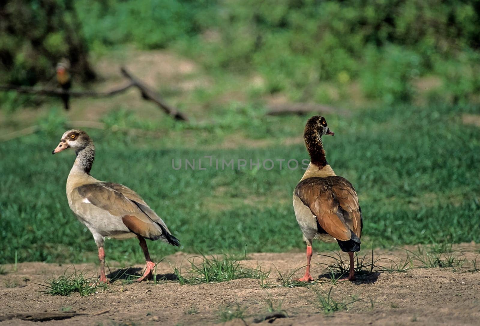 Egyptian Goose (Alopochen aegyptiacus), Selous Game Reserve, Morogoro, Tanzania, Africa