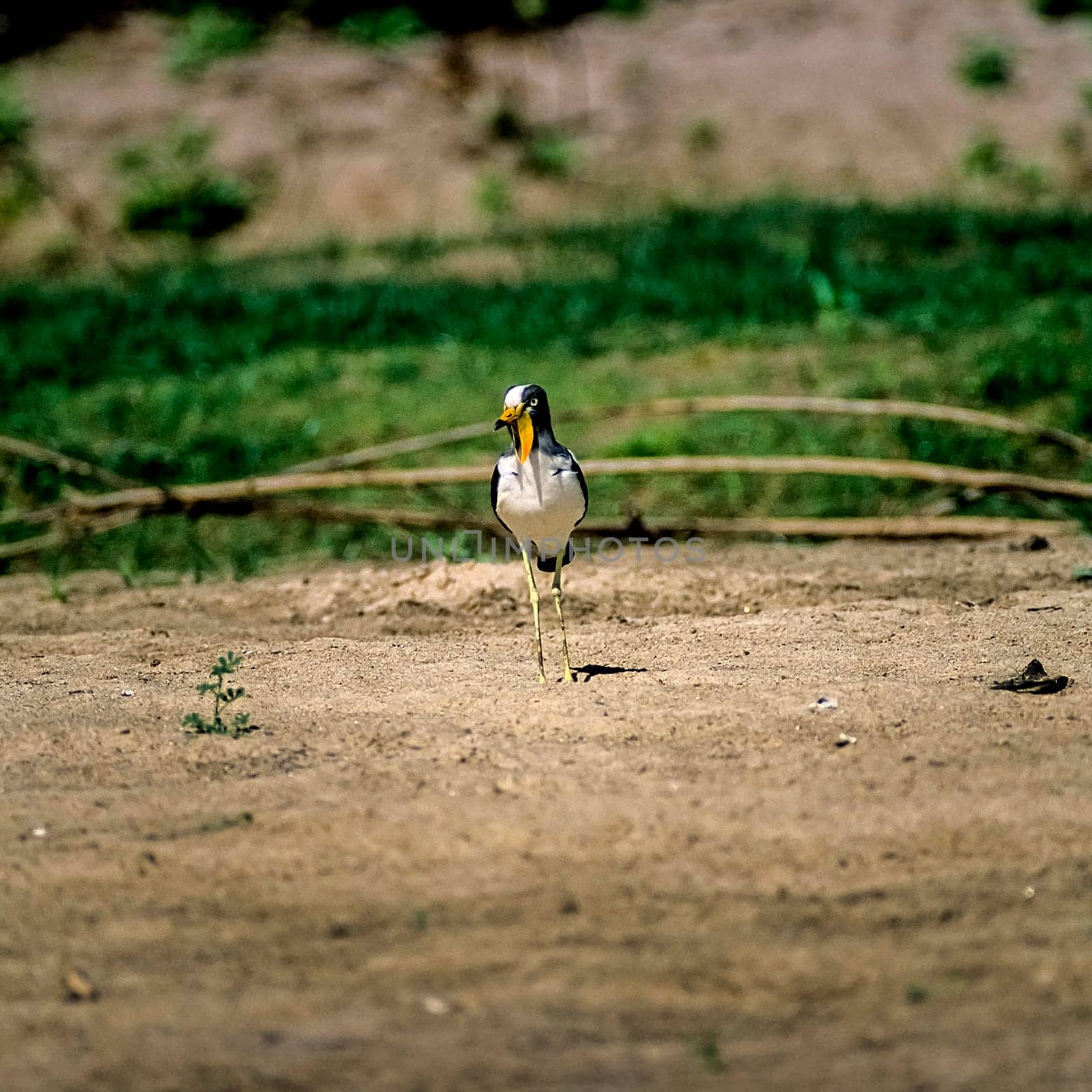 Withecrowned Plover (Vanellus albiceps), Selous Game Reserve, Morogoro, Tanzania, Africa