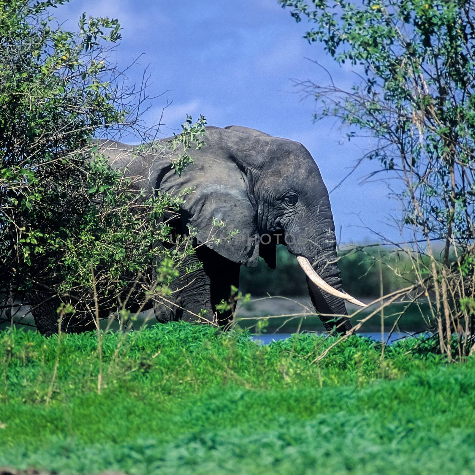 Elephant (Loxodonta africana), Selous Game Reserve, Morogoro, Tanzania, Africa