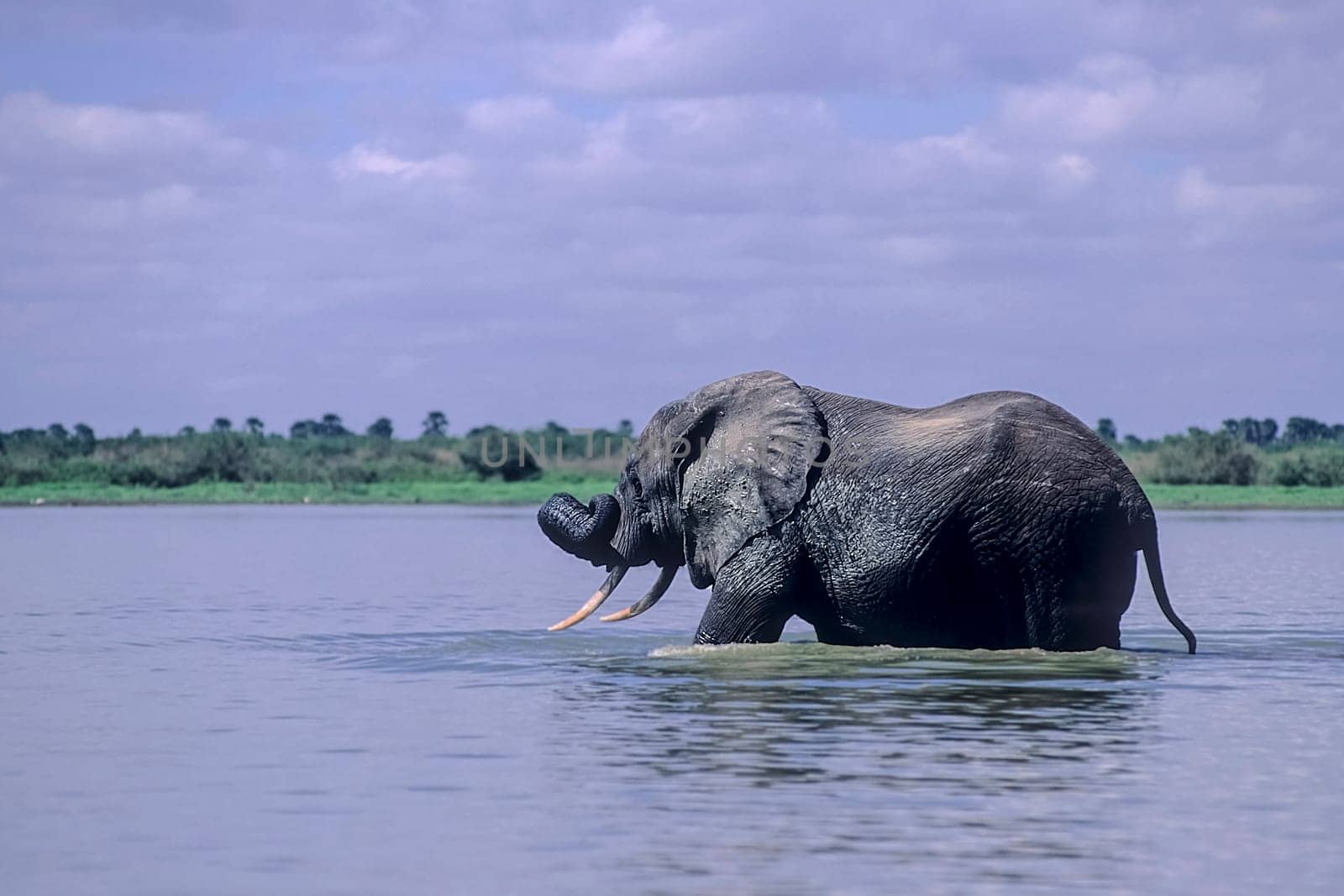 Elephant (Loxodonta africana), Selous Game Reserve, Morogoro, Tanzania, Africa