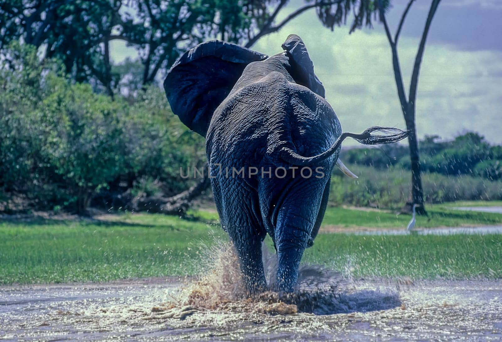 Elephant (Loxodonta africana), Selous Game Reserve, Morogoro, Tanzania, Africa