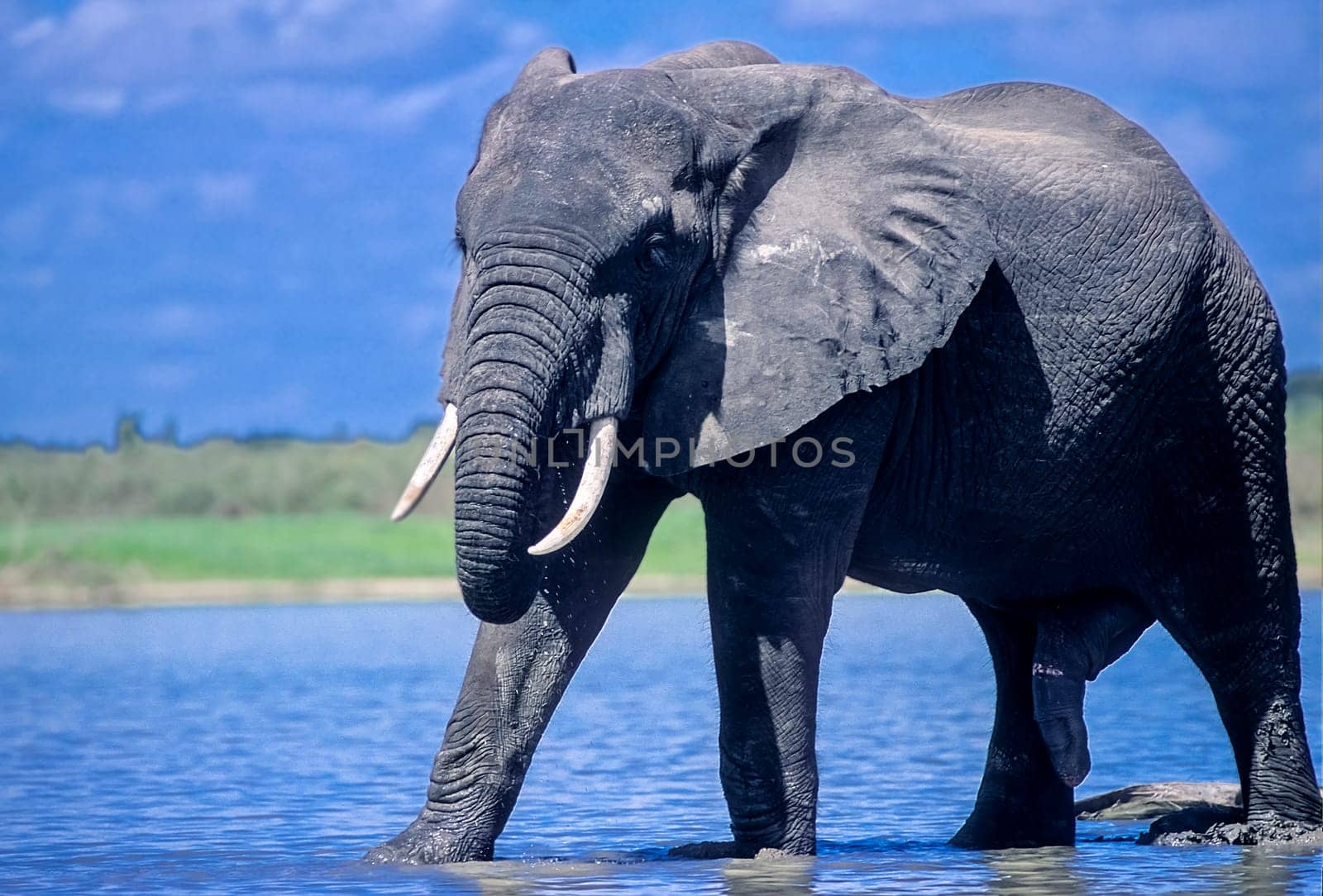 Elephant (Loxodonta africana), Selous Game Reserve, Morogoro, Tanzania, Africa